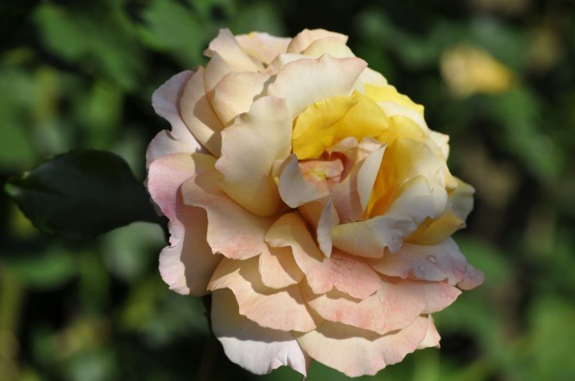 _DSC0137 - VARA 2021_3