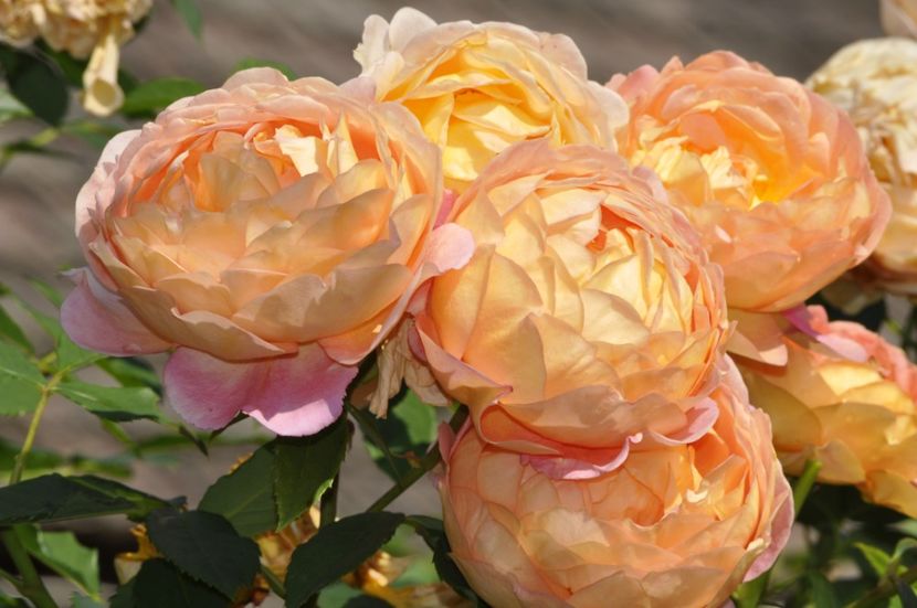 _DSC0141 - VARA 2021_3