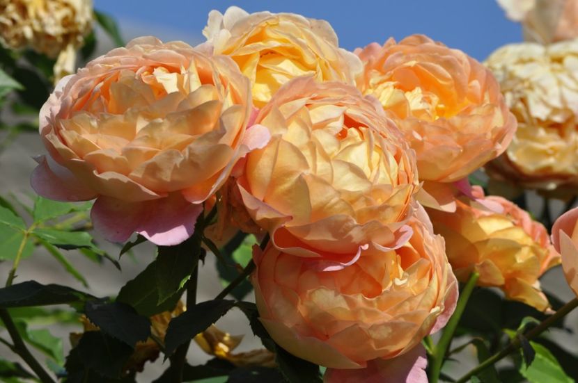 _DSC0142 - VARA 2021_3