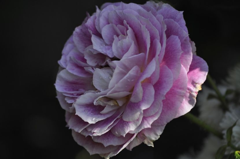 _DSC0145 - VARA 2021_3