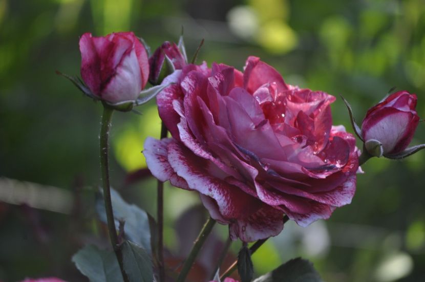 _DSC0151 - VARA 2021_3