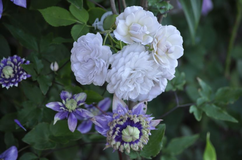 _DSC0153 - VARA 2021_3