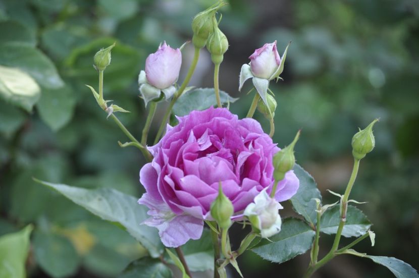 _DSC0155 - VARA 2021_3