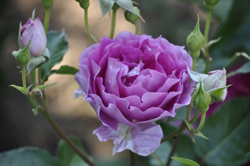 _DSC0158 - VARA 2021_3