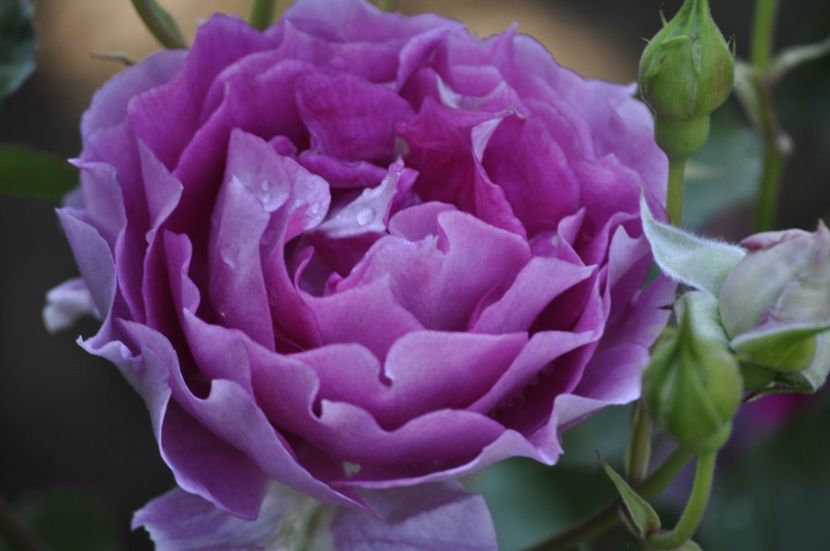 _DSC0159 - VARA 2021_3