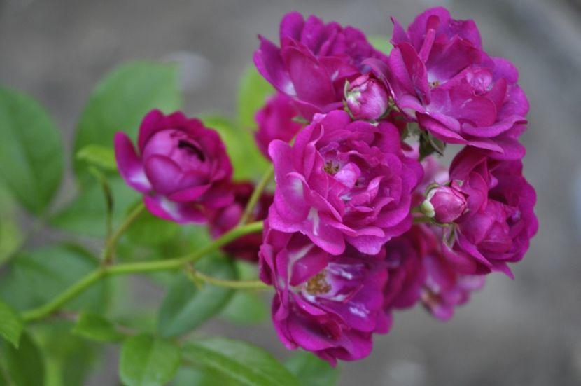 _DSC0160 - VARA 2021_3