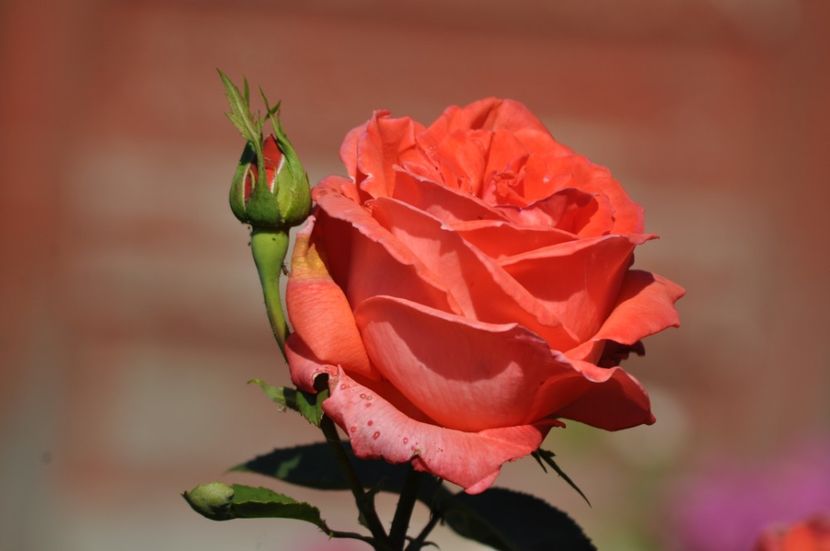 _DSC0166 - VARA 2021_3