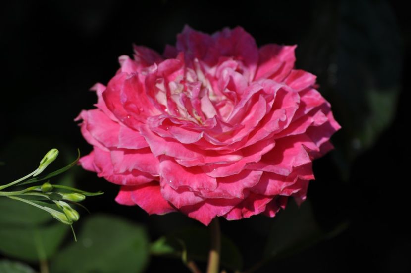 _DSC0174 - VARA 2021_3
