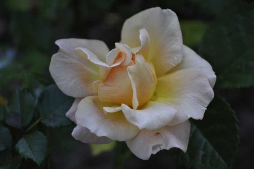 _DSC0181 - VARA 2021_3