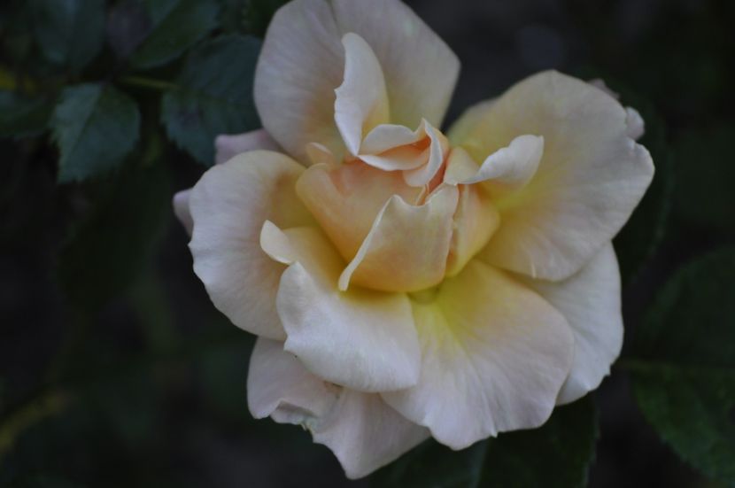 _DSC0183 - VARA 2021_3
