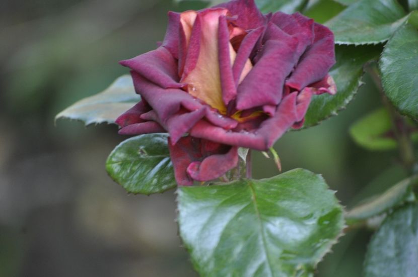 _DSC0210 - VARA 2021_3