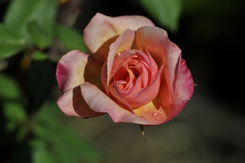_DSC0223 - VARA 2021_3