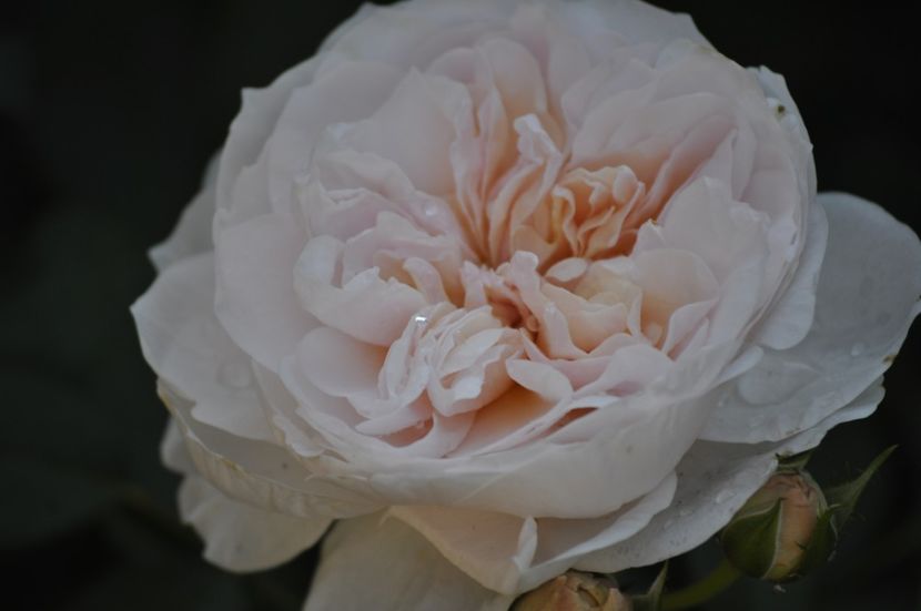 _DSC0238 - VARA 2021_3