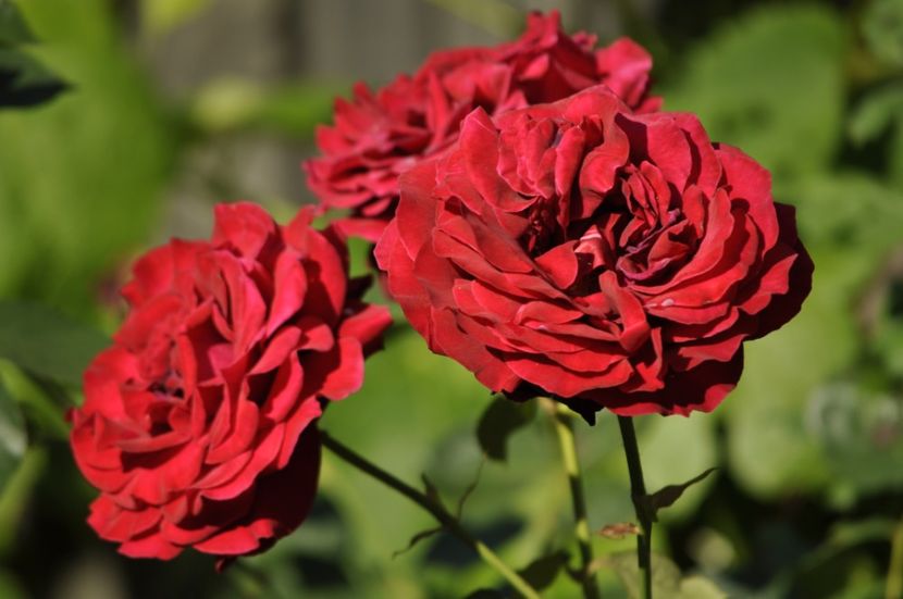 _DSC0242 - VARA 2021_3