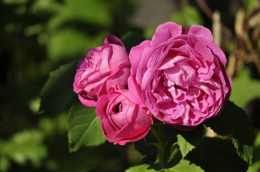 _DSC0243 - VARA 2021_3