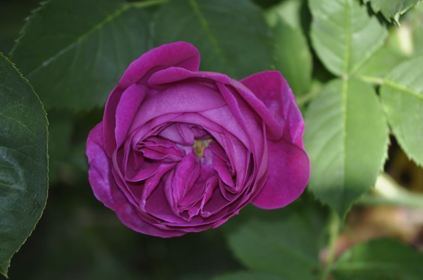 _DSC0244 - VARA 2021_3