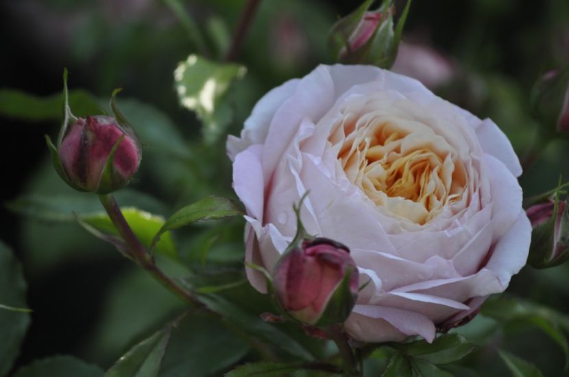 _DSC0260 - VARA 2021_3