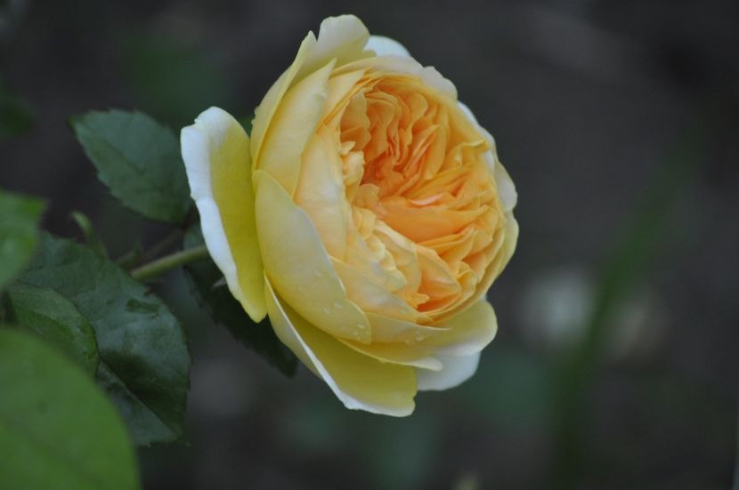 _DSC0271 - VARA 2021_3