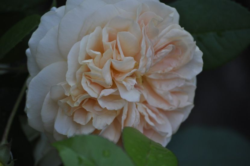_DSC0272 - VARA 2021_3