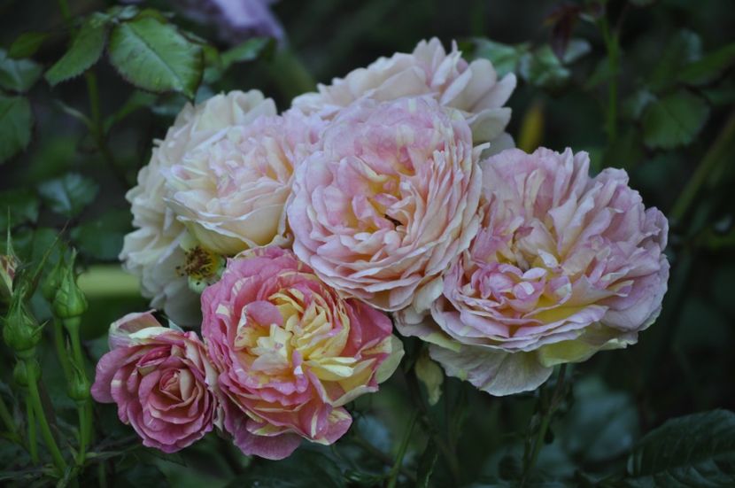 _DSC0282 - VARA 2021_3