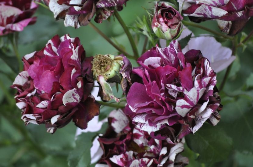 _DSC0289 - VARA 2021_3