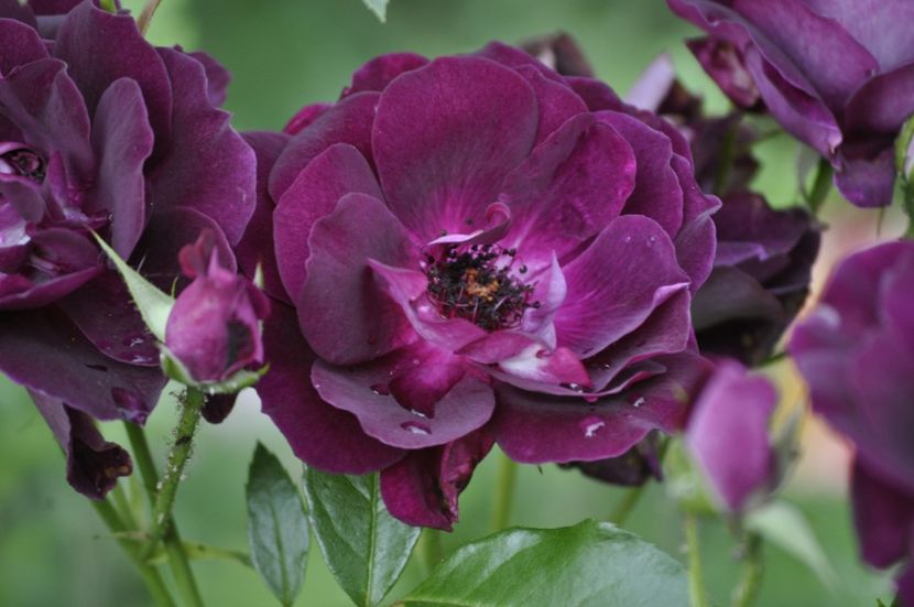 _DSC0300 - VARA 2021_3