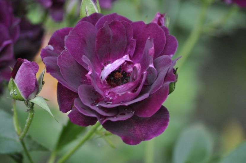 _DSC0302 - VARA 2021_3