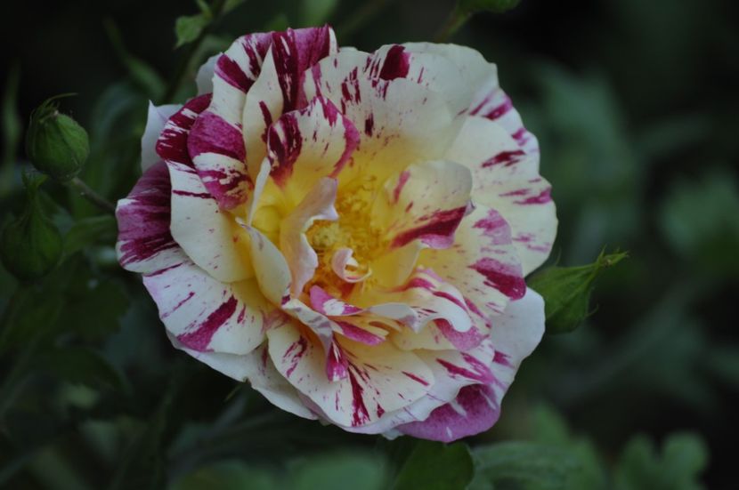 _DSC0303 - VARA 2021_3