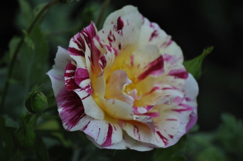 _DSC0304 - VARA 2021_3