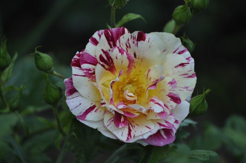 _DSC0305 - VARA 2021_3