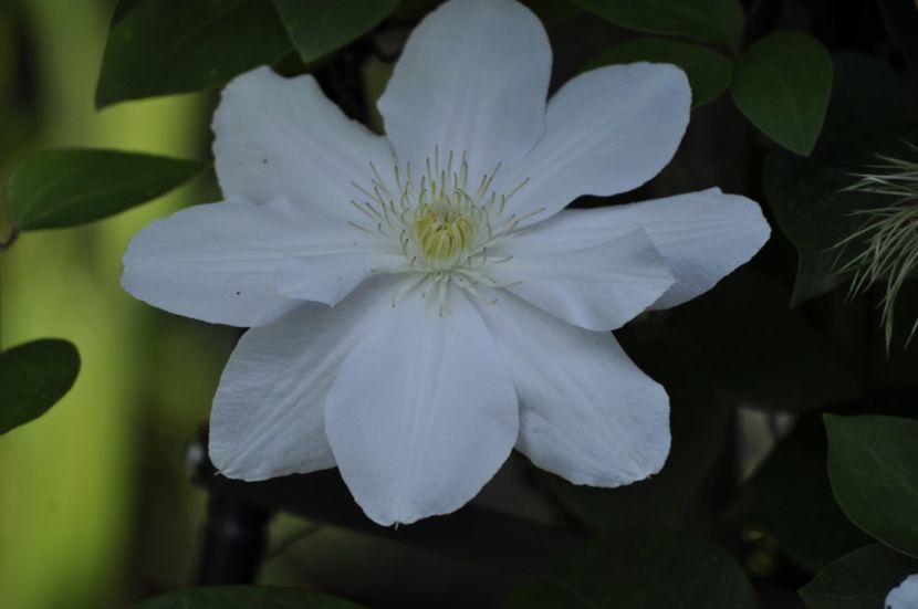 _DSC0306 - VARA 2021_3