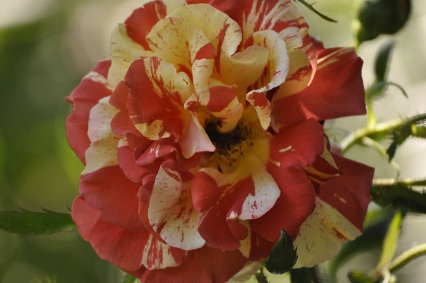 _DSC0310 - VARA 2021_3