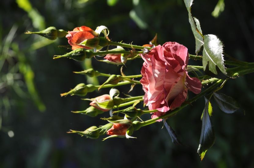 _DSC0312 - VARA 2021_3