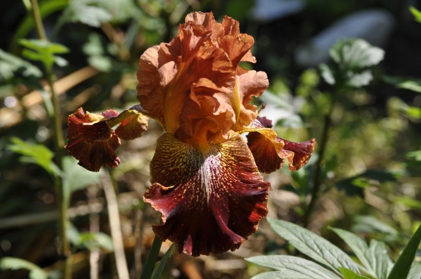 _DSC0314 - VARA 2021_3