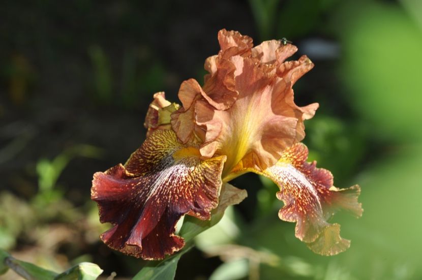 _DSC0315 - VARA 2021_3