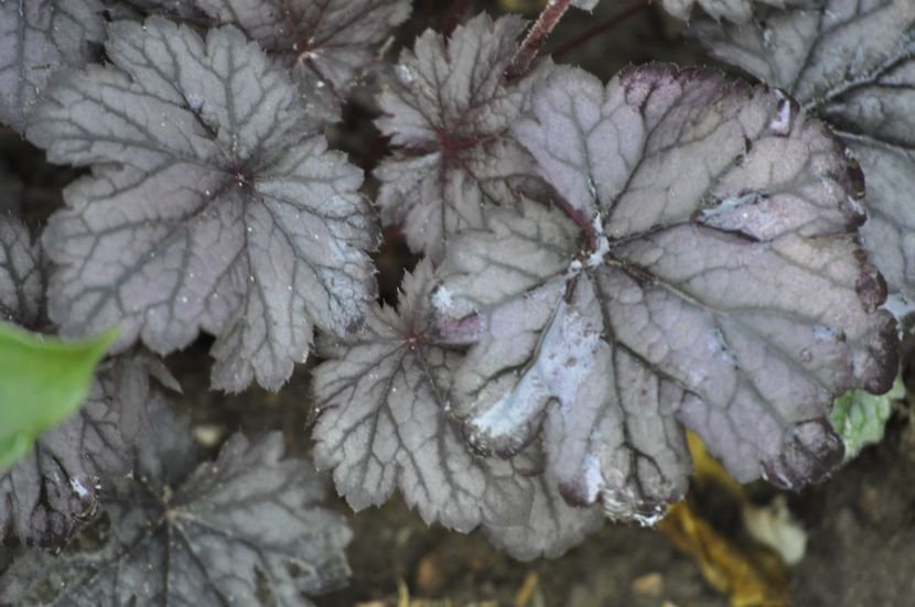 _DSC0316 - VARA 2021_3