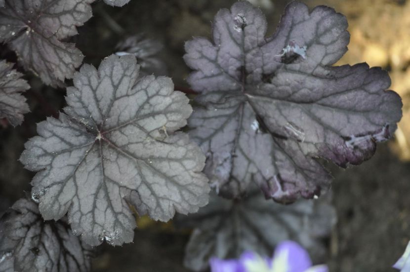 _DSC0317 - VARA 2021_3