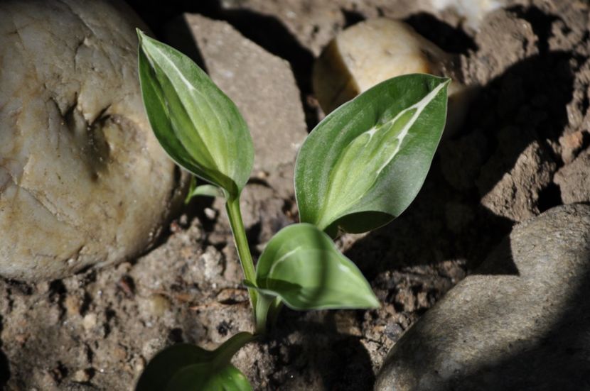 _DSC0321 - VARA 2021_3