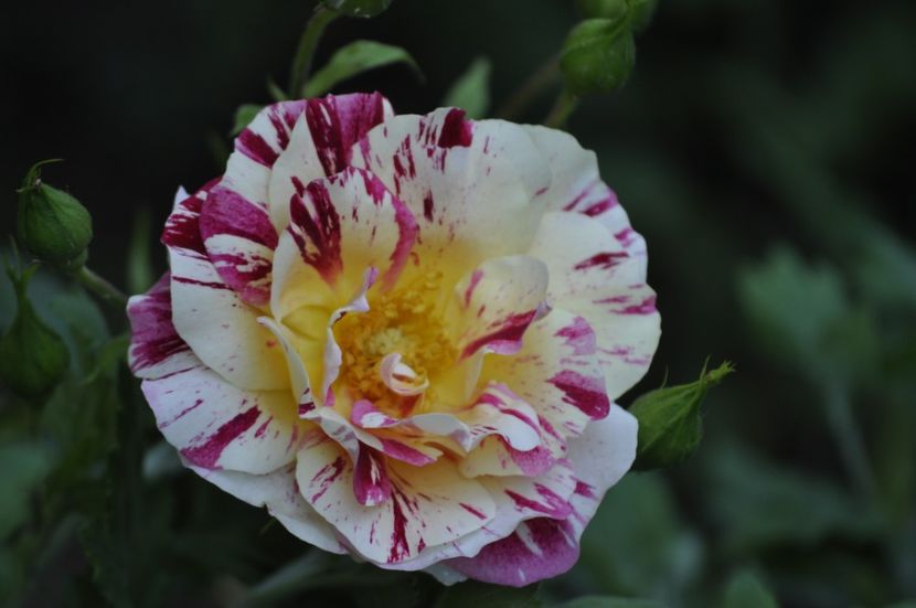 _DSC0322 - VARA 2021_3