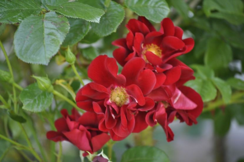 _DSC0326 - VARA 2021_3