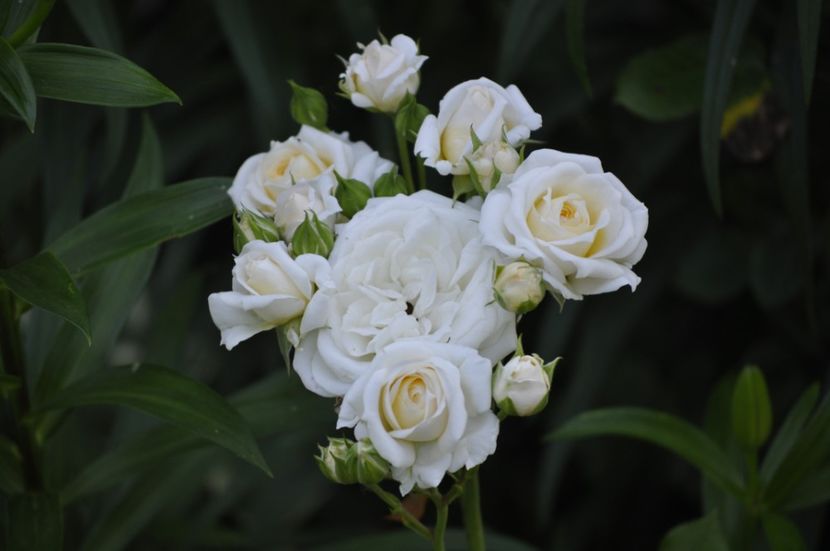 _DSC0327 - VARA 2021_3