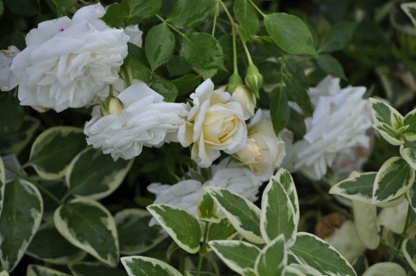 _DSC0329 - VARA 2021_3