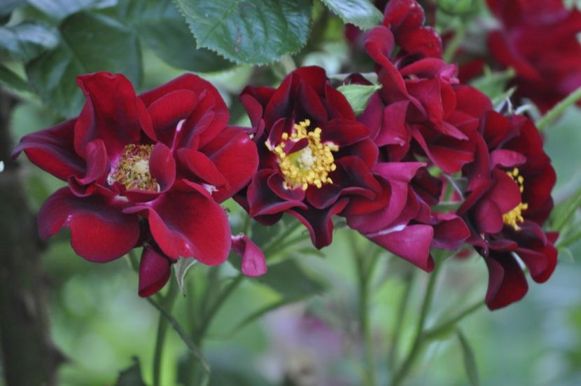 _DSC0331 - VARA 2021_3