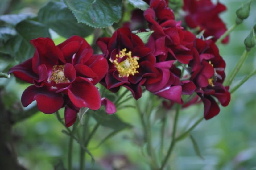 _DSC0332 - VARA 2021_3