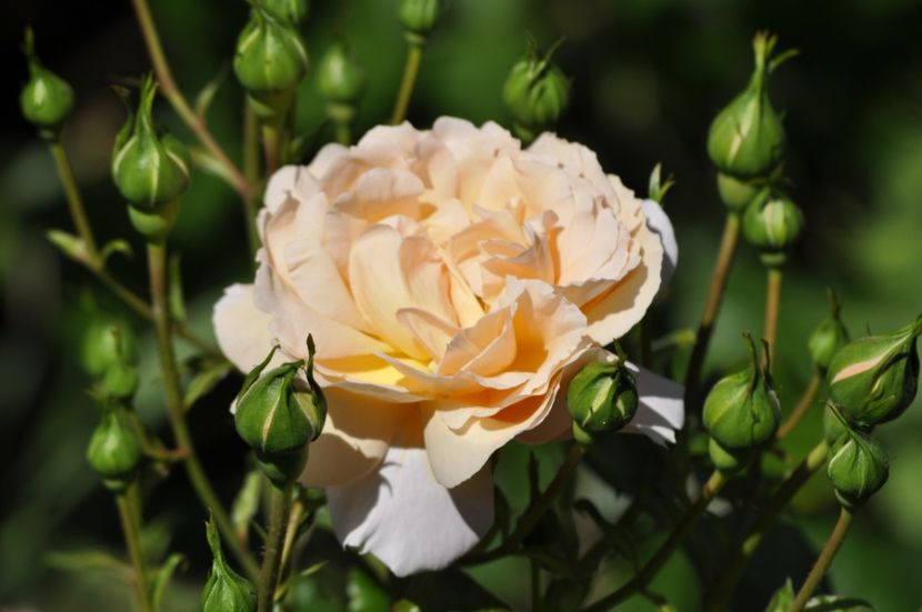 _DSC0334 - VARA 2021_3