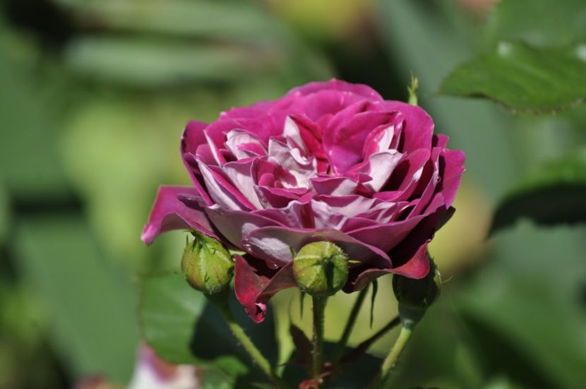 _DSC0335 - VARA 2021_3