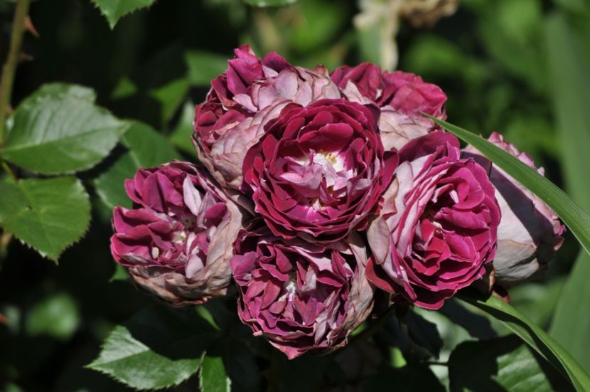 _DSC0336 - VARA 2021_3