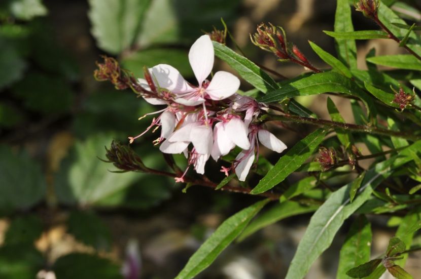 _DSC0337 - VARA 2021_3