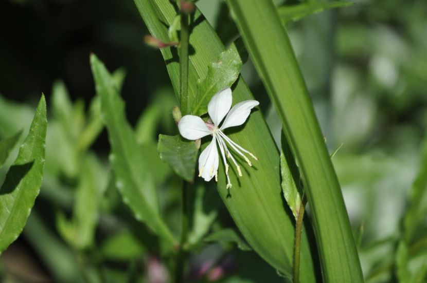 _DSC0338 - VARA 2021_3