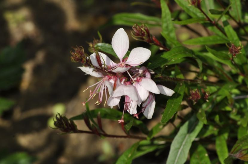 _DSC0339 - VARA 2021_3